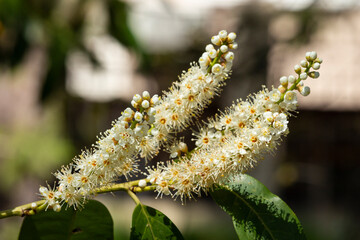 Branch of a flowering tree, spring . Prunus White medicinal cherry flowers, bay cherry