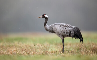 Fototapeta premium Common crane bird close up ( Grus grus )