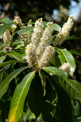 Naklejka premium Branch of a flowering tree, spring . Prunus White medicinal cherry flowers, bay cherry