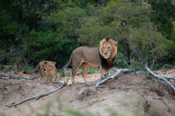 A Male Lion seen with his cubs on a safari in South Africa