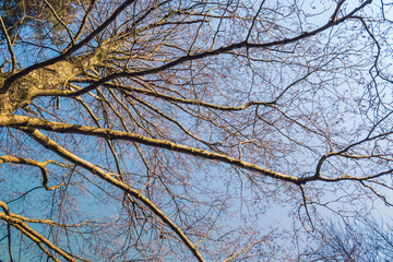 Fototapeta na wymiar Spring tree against the blue sky viewed from below