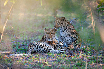 A Female leopard and her cub seen on a safari in South Africa