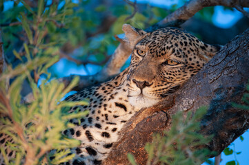 A Leopard seen in a tree on a safari in South Africa