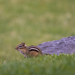 Cute chipmunk looking for food
