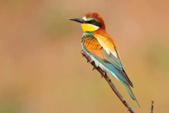 European bee eater Merops apiaster sits on a branch