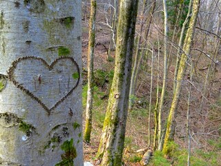 A heart carved on a tree