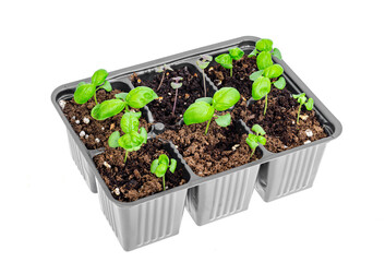 Small green basil sprouts grown in plastic containers, white background
