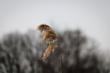 a lonely bent swaying in a light spring wind on a gray day