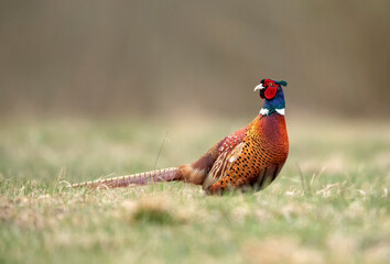 Fototapeta premium Ringneck Pheasant (Phasianus colchicus) male close up