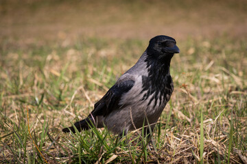 gray crow with a black head and chest looking for food