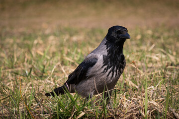 Obraz premium gray crow with a black head and chest looking for food