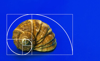 Golden ration concept with sea shell on a blue background, creative photo
