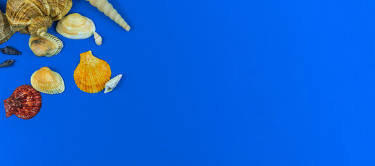 Summer flat lay composition with seashells on a blue background, top view and copy space with blue background