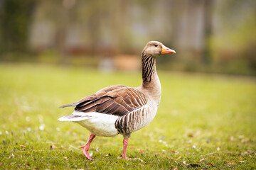 wunderschöne Ente in der Natur 