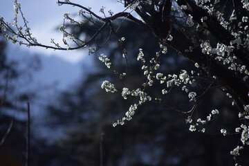 Flowers Blooming on Tree in the end of Winter in Himachal Pradesh, India