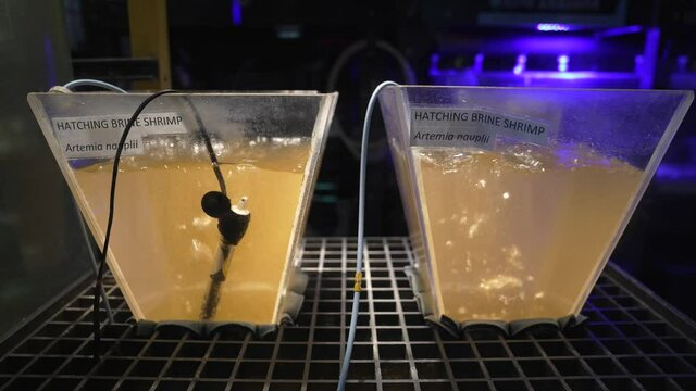 This video shows two bubbling aquatic test areas in a scientific oceanographic biological laboratory.