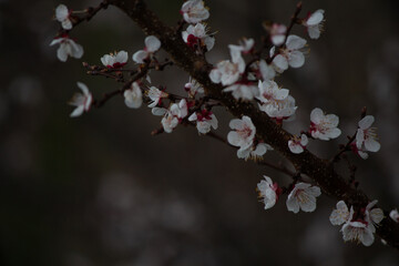 Flowers Blooming on Tree in the end of Winter in Himachal Pradesh, India