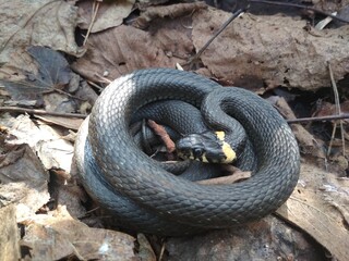 snake, reptile, animal, nature, wildlife, grass, viper, black, wild, serpent, scale, adder, snakes, reptiles, danger, venomous, scales, grass-snake, pattern, forest, white, water, animals, natrix