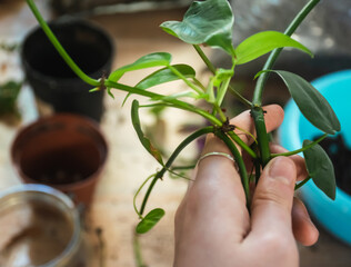 Image of philodendron cuttings repotting concept. © Victoria
