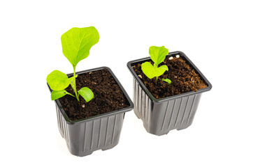 Green eggplant seedlings grow in ground in seedling containers.