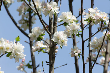 Flowers Blooming on Tree in the end of Winter in Himachal Pradesh, India