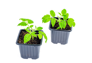Green seedlings of tomatoes growing in ground in seedling containers