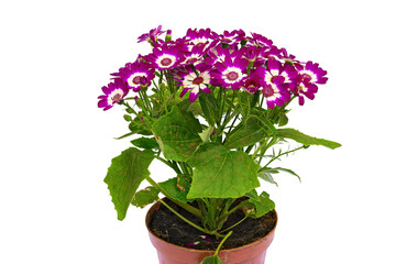 Red and White Flower Bouquet of the Plant Cineraria, Cineraria (Latin Name). Cut On White Background