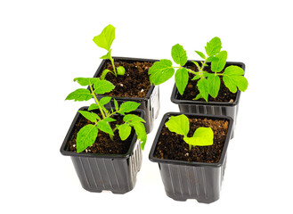 Plastic seedling containers with soil, growing vegetable seedlings.