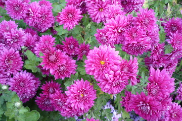 pink chrysanthemums in the garden
