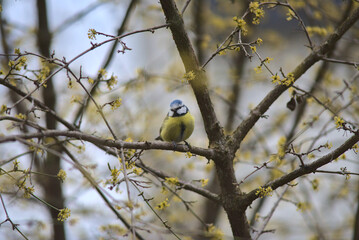 A great tit in the winter period in a german forest.