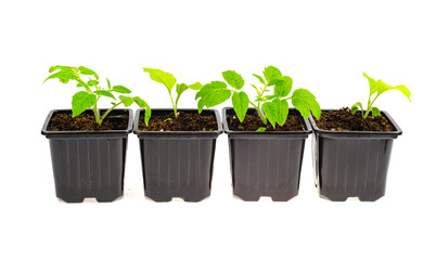 Plastic seedling containers with soil, growing vegetable seedlings.