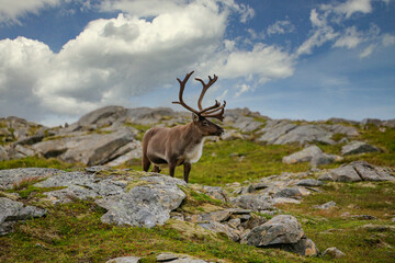 Reindeer in the mountains,Seterfjellet,Helgeland,Nordland county,Norway,scandinavia,Europe