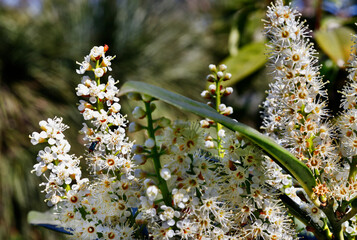 Flowering cherry laurel tree