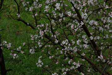 Flowers Blooming from Fruit Tree in Summer in Himachal Pradesh, India