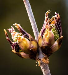 Close up image of two emerging ash bush buds on a single branch in the spring time. The bud is very colorful with lots of detail and texture.