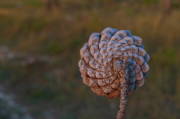 Close-up pine cone on blurred background at sunset