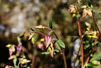 Purple flower of common columbine