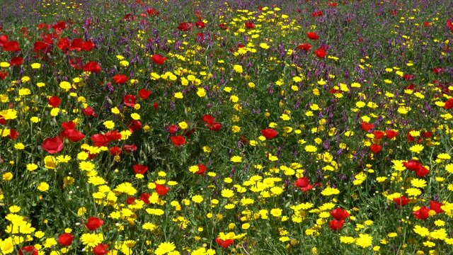 Colorful wildflowers bloom in spring