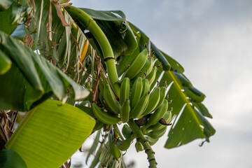 Low angle shot of unripe bananas on a tree under the sunlight with a blurry background