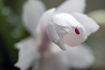 white flower on pink, nacka, sweden, sverige. stockholm