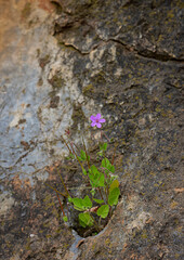 Flor silvestre  de color rosa, creciendo en la roca