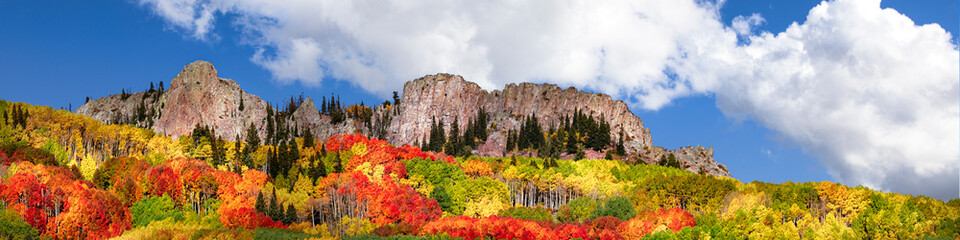 Panoramic view of Aspen Tree leaves changing color in the Rocky Mountains of Colorado during Autumn. The sky is blue with white clouds. There is also a mountain in the middle of the trees. 
