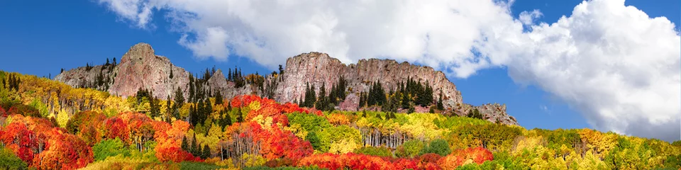 Foto op Canvas Panoramic view of Aspen Tree leaves changing color in the Rocky Mountains of Colorado during Autumn. The sky is blue with white clouds. There is also a mountain in the middle of the trees.  © Scott Book