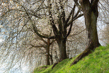 Fototapeta na wymiar Wonderful cherry bloom in the spring in the german region Bergstrasse in Hessen with beautiful big old trees blooming taken at daylight with green grass in the foreground