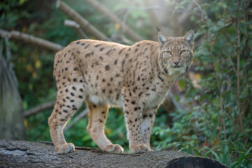 Portrait of Eurasian lynx standing in the forest