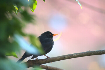 A beatiful balckbird on a tree at the beginning of the spring. 
