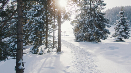 The road through the snowy forest. Trees in the snow. Morning sunrays . High quality photo