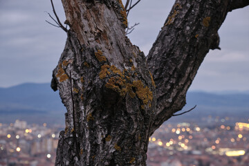 Fototapeta premium Selective focus on a foreground, dead tree covered by orange moss and background, out of focus city with city lights and a blue cloudy sky