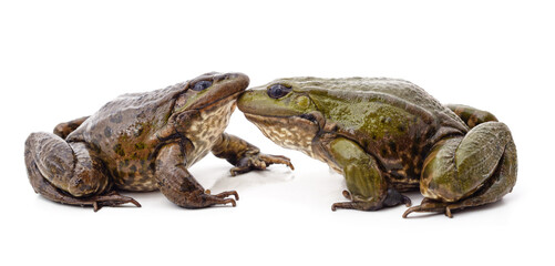 Two green frogs.