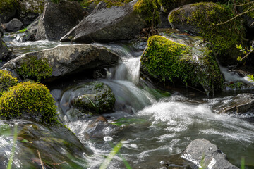 stream in the forest